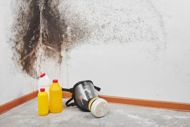 Best Mold Testing  in Citrus Heights, CA