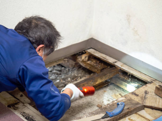 Best Toxic Mold Removal  in Citrus Heights, CA