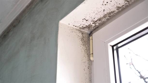 Best Office Mold Removal Services  in Citrus Heights, CA