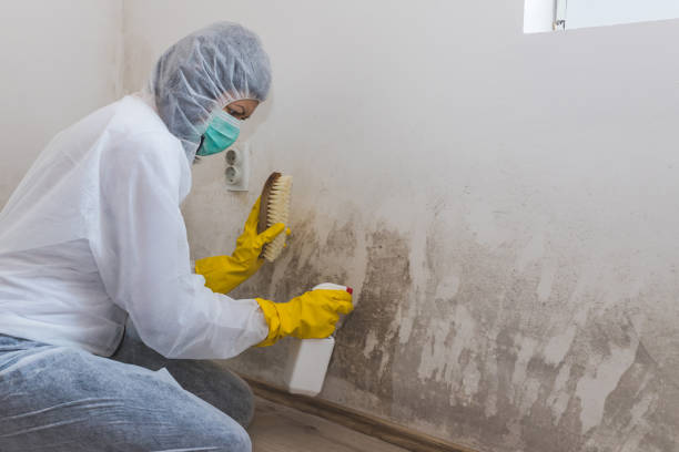 Mold Removal and Inspection in Citrus Heights, CA