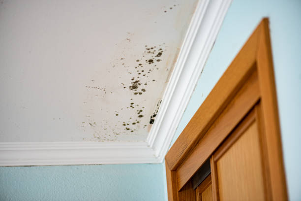 Best Emergency Mold Removal  in Citrus Heights, CA
