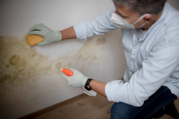 Best Commercial Mold Removal  in Citrus Heights, CA