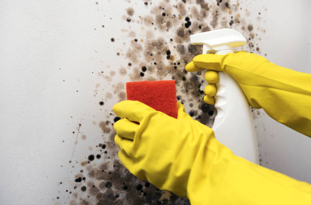 Best Same-Day Mold Removal  in Citrus Heights, CA