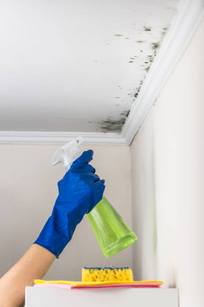 Best Toxic Mold Removal  in Citrus Heights, CA