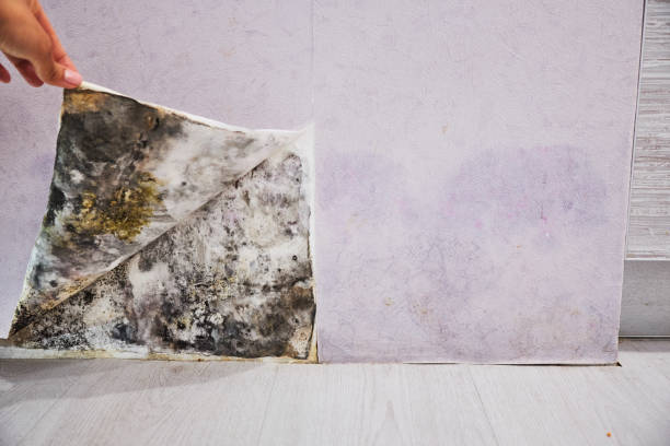 Best Black Mold Removal  in Citrus Heights, CA